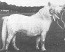 Zuchtstute My-My (Shetland Pony (unter 87 cm),  , von Snowman)
