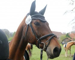 broodmare Radja (Hanoverian, 2001, from Rotspon)