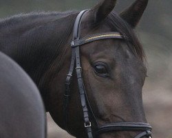 dressage horse Talisman de Godrel (FR) (French Trotter, 2007, from Ginger Somolli (FR))