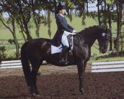 dressage horse Schreinemakers (Oldenburg, 1993, from Sion)