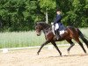 dressage horse Escada 97 (Oldenburg, 2000, from Royal Diamond)