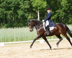 dressage horse Escada 97 (Oldenburg, 2000, from Royal Diamond)