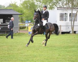 Zuchtstute Crazy Chicca (Polnisches Warmblut, 2008, von Chellano's Boy D Z)