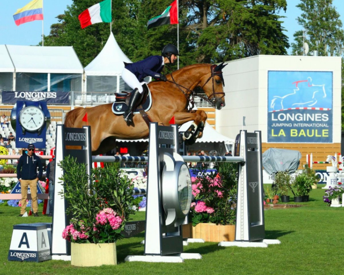jumper Valgo des Felines (Selle Français, 2009, from Apache d'Adriers)
