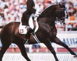 broodmare Djoub la Jarthe AA (Anglo-Arabs, 1987, from Djov la Jarthe ox)