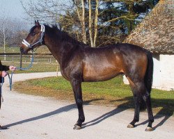 stallion Stargate xx (Thoroughbred, 1999, from Acatenango xx)