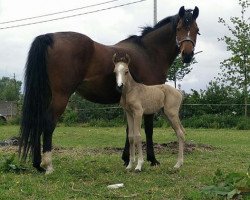 broodmare Very Happy (Belgian Riding Pony, 2017, from Biebosschen Giorgio Armani)