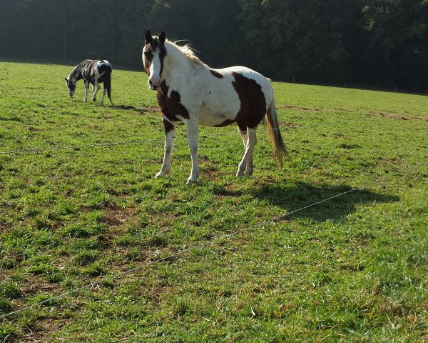 dressage horse Gipsy (Trakehner, 1999)