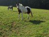 dressage horse Gipsy (Trakehner, 1999)