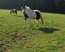 dressage horse Gipsy (Trakehner, 1999)