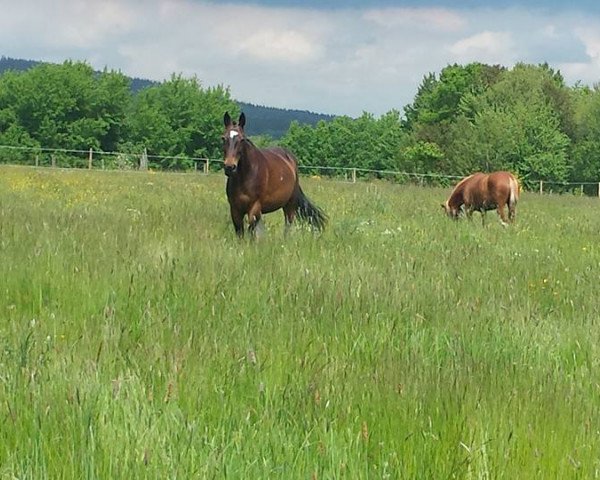 dressage horse Sundance 89 (unknown, 2011)