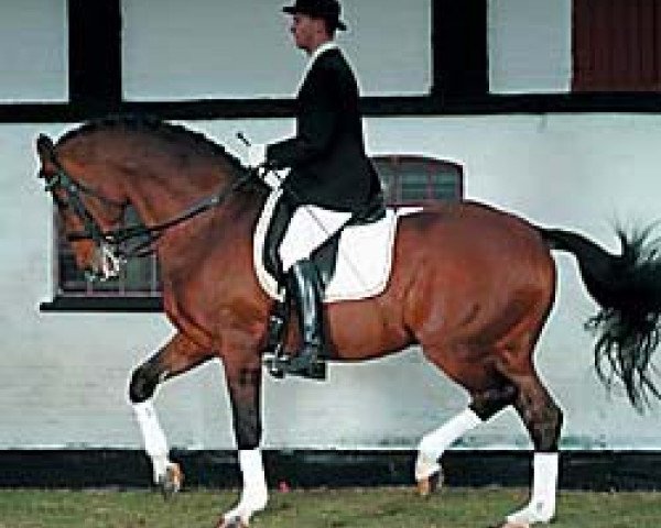 dressage horse Churchill (Holsteiner, 1989, from Cicero)