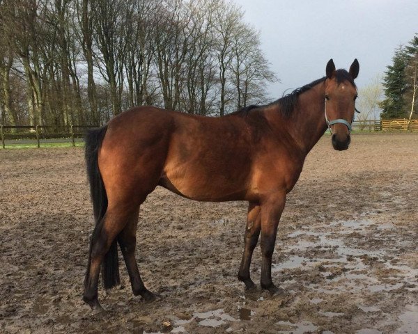 jumper Volstrups Cassius (Danish Warmblood, 2013, from Volstrups Cash)