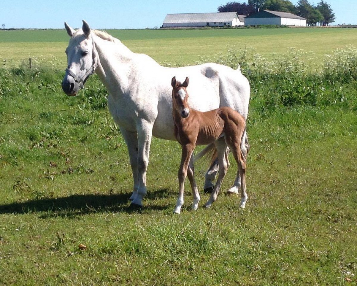 broodmare Cirkeline (Danish Warmblood, 1994, from Corland)