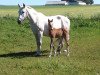 Zuchtstute Cirkeline (Dänisches Warmblut, 1994, von Corland)