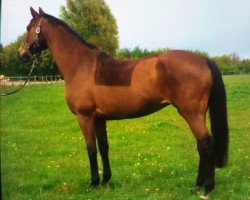 broodmare Gomera (Trakehner, 1997, from Polarion)