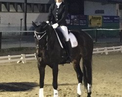 dressage horse Sienna SCR (Oldenburg, 2009, from Sir Donnerhall I)