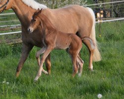 horse Versuchung K (Westfale, 2016, from Veneno)