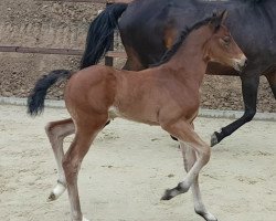 jumper Chaccoletto W (Oldenburg show jumper, 2017, from Chacoon Blue)