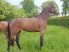 broodmare Picasa (Oldenburg, 2014, from Casino Berlin OLD)