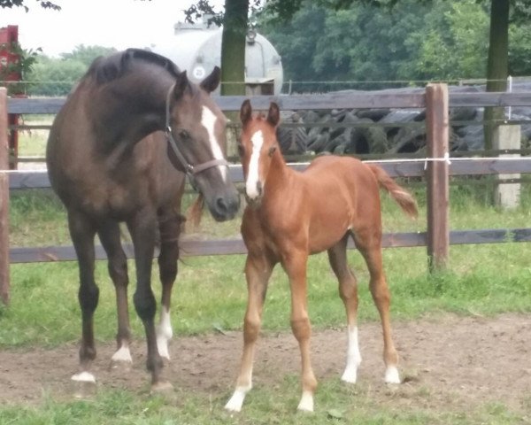 dressage horse Sky du Mont (Oldenburg, 2016, from Skydiver 4)