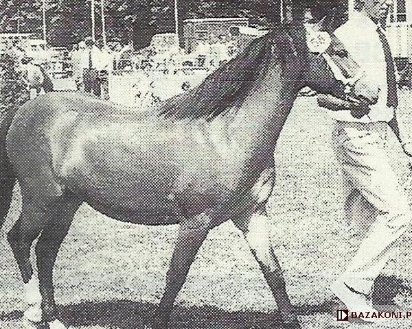 Zuchtstute Hogekamp's Habanera (Welsh Mountain Pony (Sek.A), 1971, von Vechtvliet Willem I)