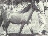 broodmare Hogekamp's Habanera (Welsh mountain pony (SEK.A), 1971, from Vechtvliet Willem I)