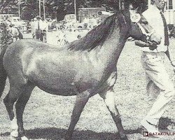 broodmare Hogekamp's Habanera (Welsh mountain pony (SEK.A), 1971, from Vechtvliet Willem I)