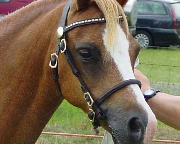 broodmare Ciejan's Anne (Welsh mountain pony (SEK.A), 1990, from High Chapparal's Timber)