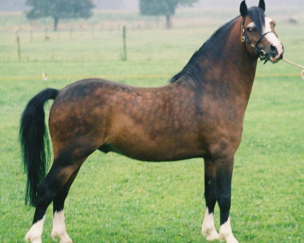 stallion Ciejan's Zidane (Welsh mountain pony (SEK.A), 1997, from Vechtzicht's Cymro Bach)