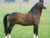 Deckhengst Ciejan's Zidane (Welsh Mountain Pony (Sek.A), 1997, von Vechtzicht's Cymro Bach)