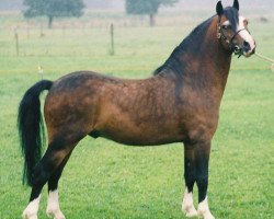 stallion Ciejan's Zidane (Welsh mountain pony (SEK.A), 1997, from Vechtzicht's Cymro Bach)