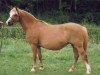 Zuchtstute Boreas Thamar (Welsh Mountain Pony (Sek.A), 1982, von Rowfant Seal)