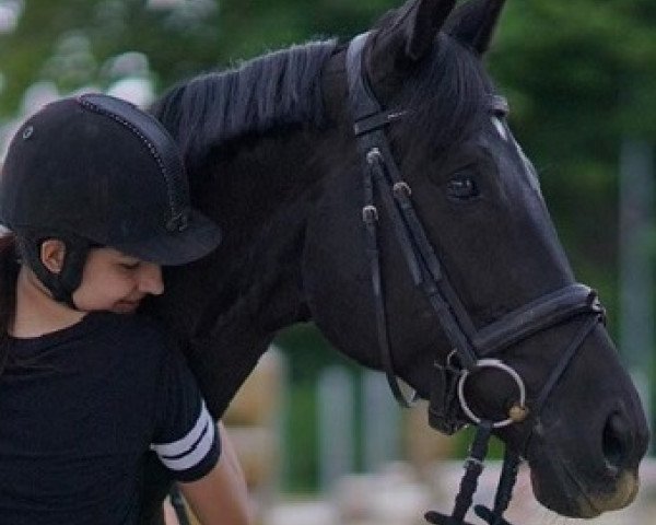 jumper Sissi Calais (Hanoverian, 2010, from Sir Calypso)