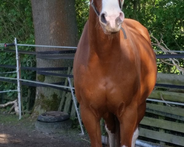 jumper Carlito 39 (Hanoverian, 2007, from Graf Top)