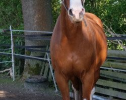 jumper Carlito 39 (Hanoverian, 2007, from Graf Top)