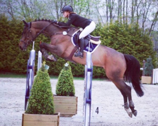 jumper Disco Emaire (KWPN (Royal Dutch Sporthorse), 2008, from Whitaker)