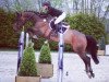 jumper Disco Emaire (KWPN (Royal Dutch Sporthorse), 2008, from Whitaker)