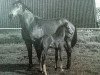 horse Kira XVII (Holsteiner, 1995, from Lavall I)