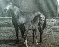 broodmare Kira XVII (Holsteiner, 1995, from Lavall I)