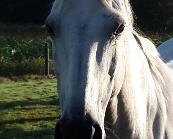 Zuchtstute Celina (KWPN (Niederländisches Warmblut), 2007, von Massimo)