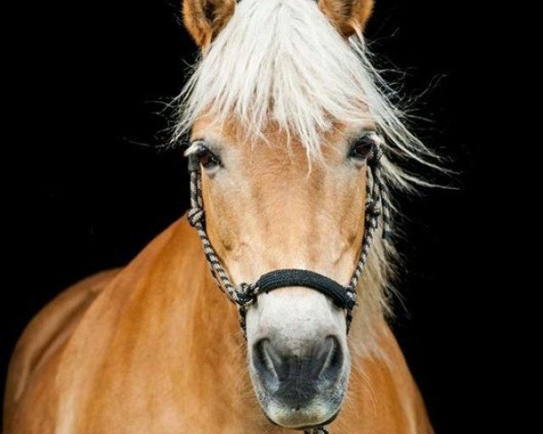 horse Stella (Haflinger, 1994, from Stereo)