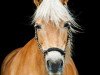 Pferd Stella (Haflinger, 1994, von Stereo)