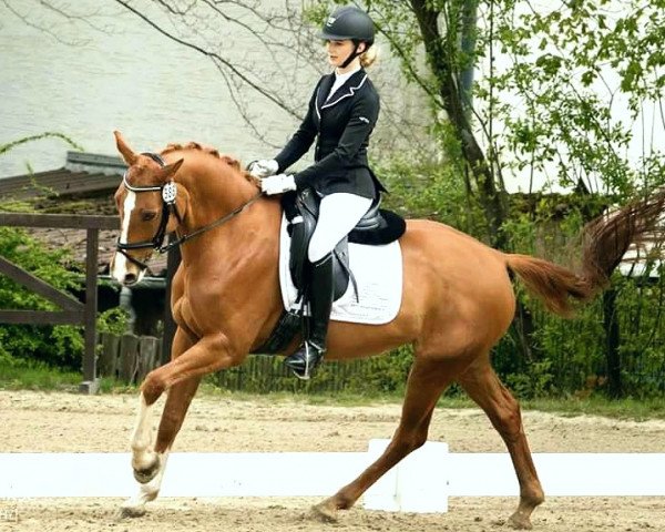 dressage horse Petite Fleur 149 (Westphalian, 2006, from Peking)