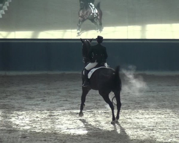 Reitturnier Mönchengladbach-Abtshof 2018
