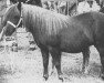 Zuchtstute Noortje van de Zandkamp (Shetland Pony, 1977, von Favoriet van Wolferen)