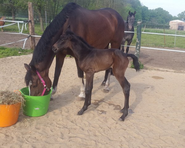 jumper El Friede 3 (German Sport Horse, 2017, from El Amigo)