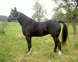 jumper Pepper 16 (Hanoverian, 1992, from Picard)