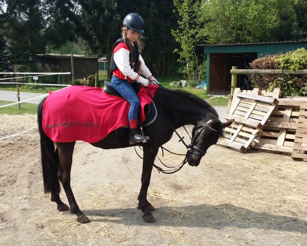 dressage horse Melodie (German Riding Pony, 2013)