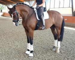 dressage horse Soulmate 11 (Oldenburg, 2007, from Sandro Hit)